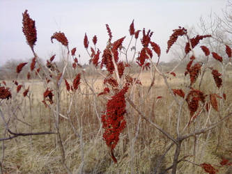 Red Flowers in the Field