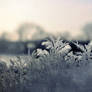 frost