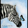 A Zebra and a Butterfly