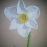 Narcissus L