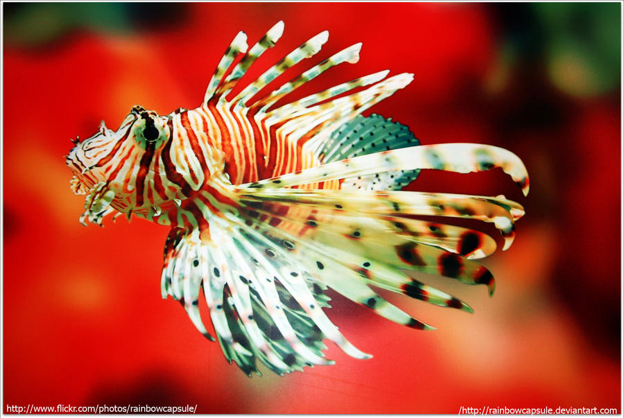Redr Fish Red fish by rainbowcapsule on DeviantArt