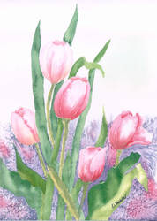Tulip Infusion