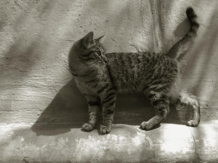 cat