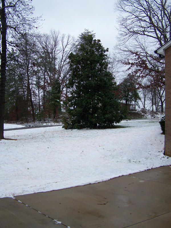 christmas tree covered in snow