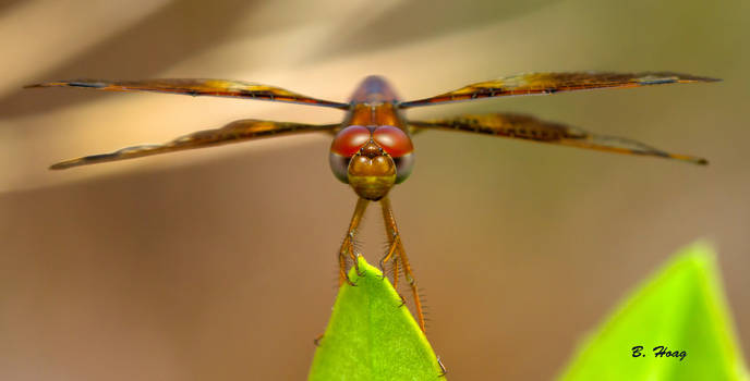 Dragonfly Portrait