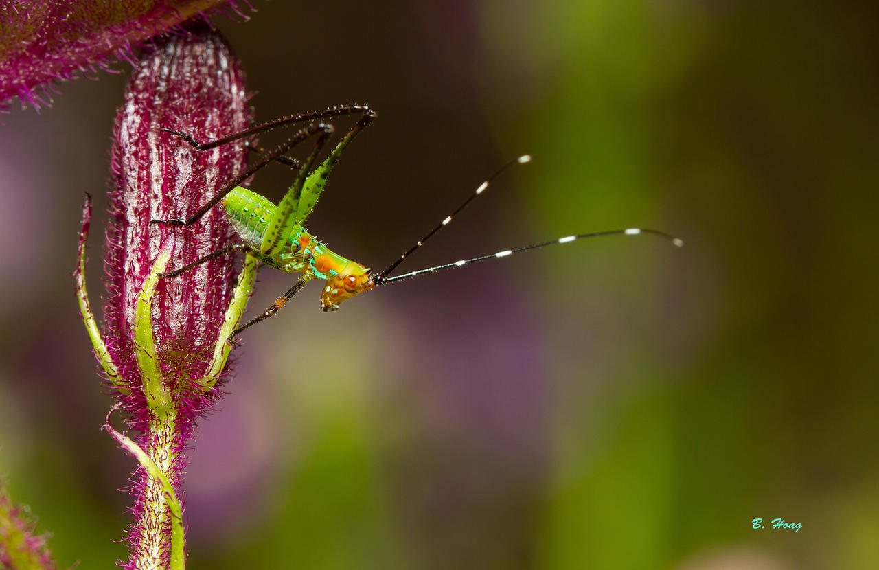 Tiny Grasshopper