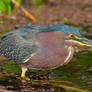 Green Heron 2