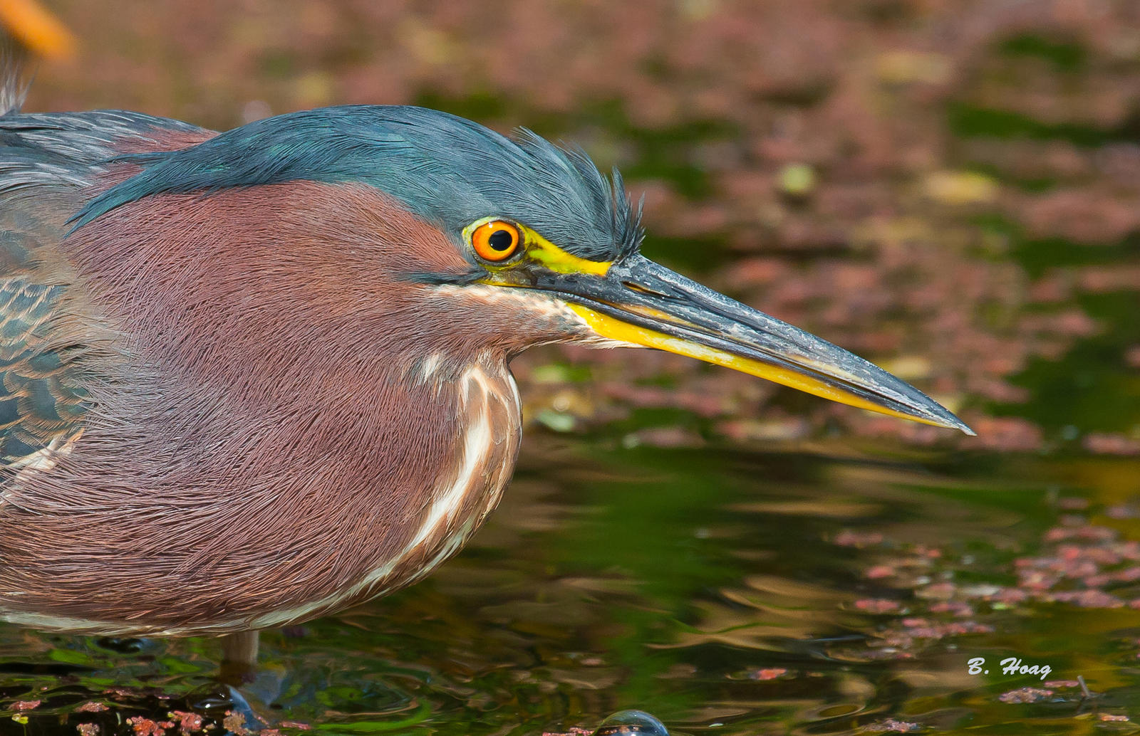 Green Heron 4