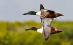 Northern Shoveler Drakes Fly-by by Grouper