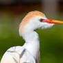 Cattle Egret Breeding Plumage