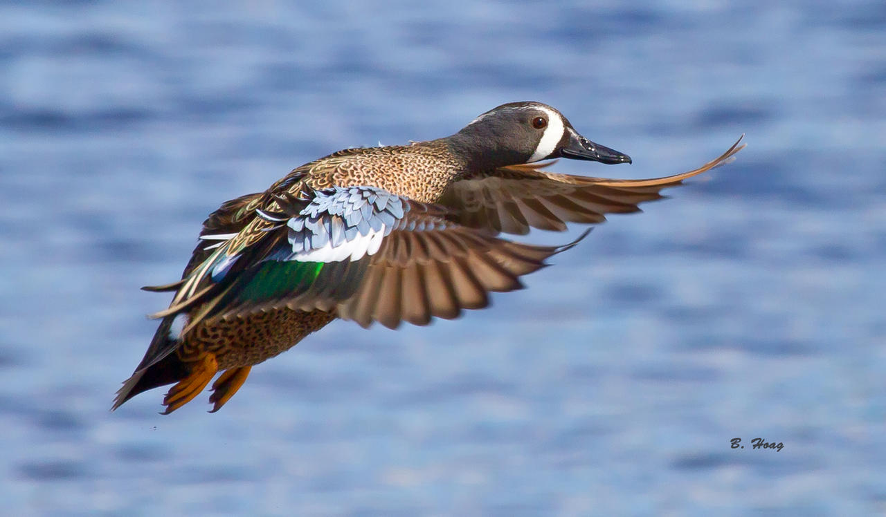 Blue-wing Teal