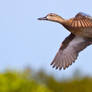 Blue-wing Teal Hen