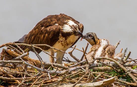 Feeding The Chick