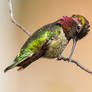 Beak Cleaning