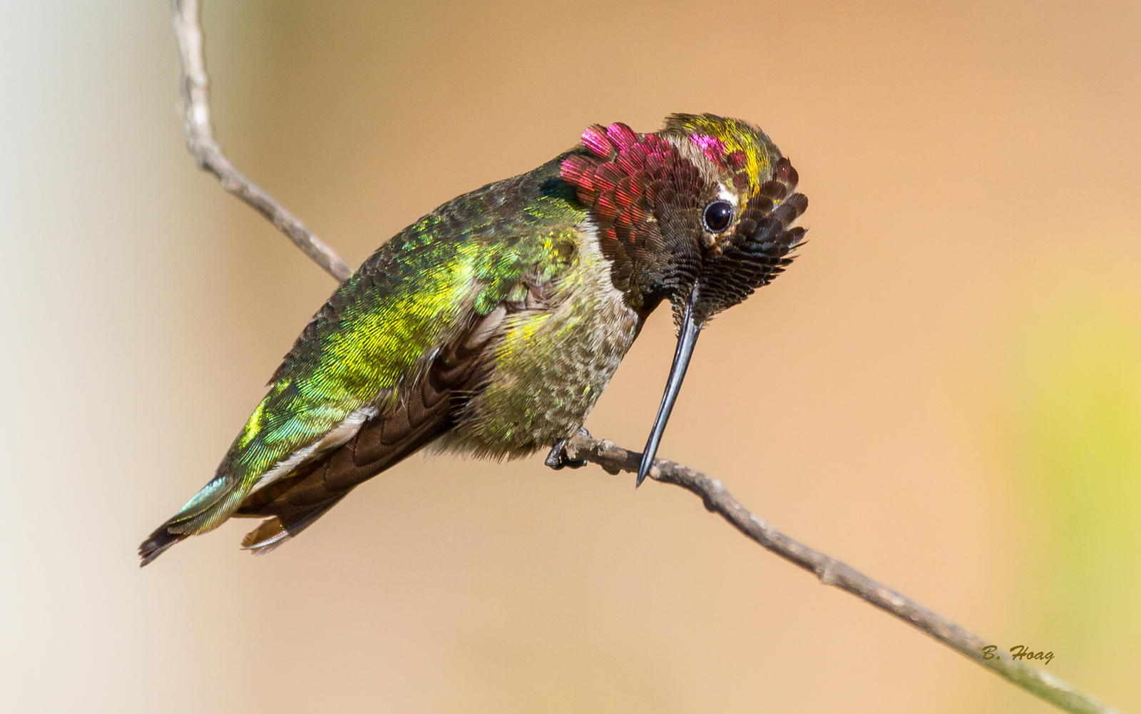 Beak Cleaning