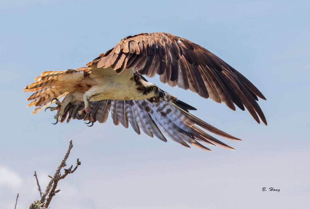 Ready to Soar by Grouper