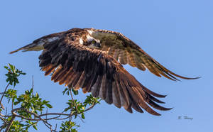 Osprey Takes Flight