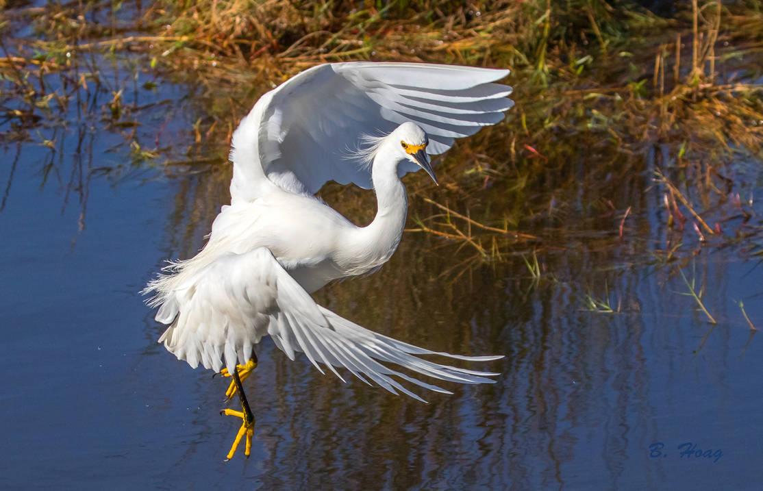 Graceful Snowy by Grouper