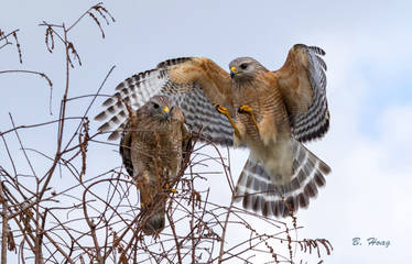 Red Shouldered Hawks