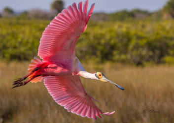 Gracefull Spoonbill