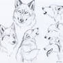 wolfy sketches