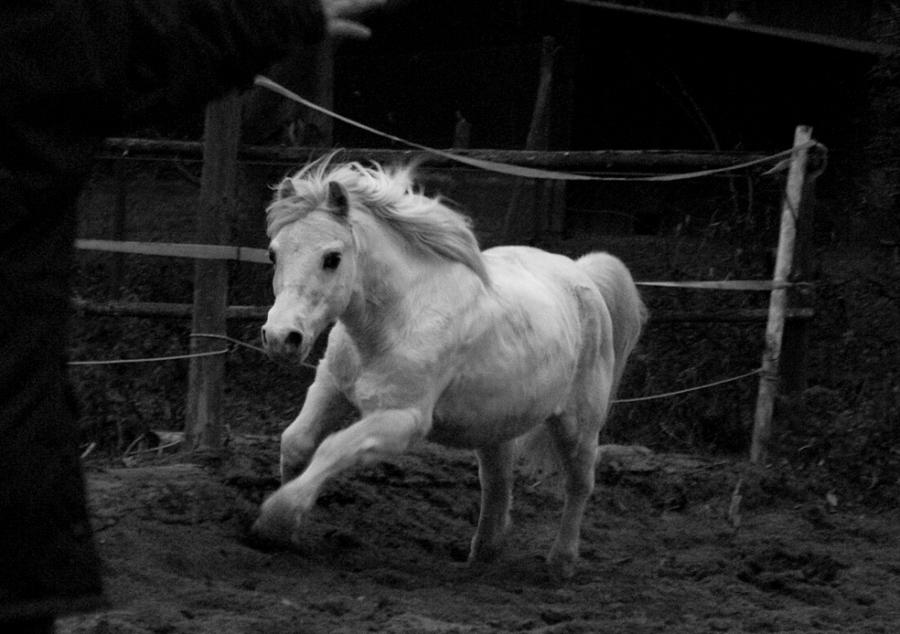 Rivano 5 by SaintWolfOfEden on DeviantArt