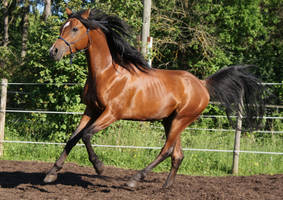 arabian stallion - Ferid