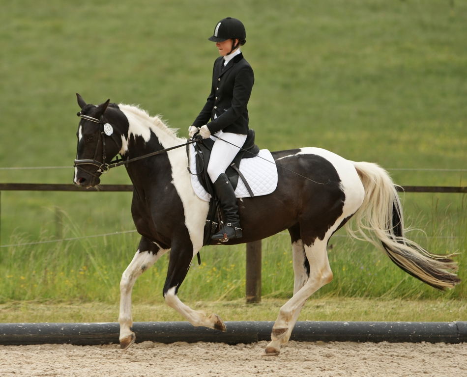 Dressage L - Pinto Mare