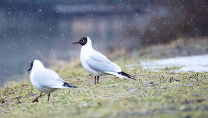 Black-headed gull