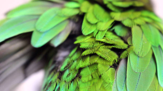 Feathers of Manzana