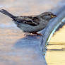 Thirsty house sparrow