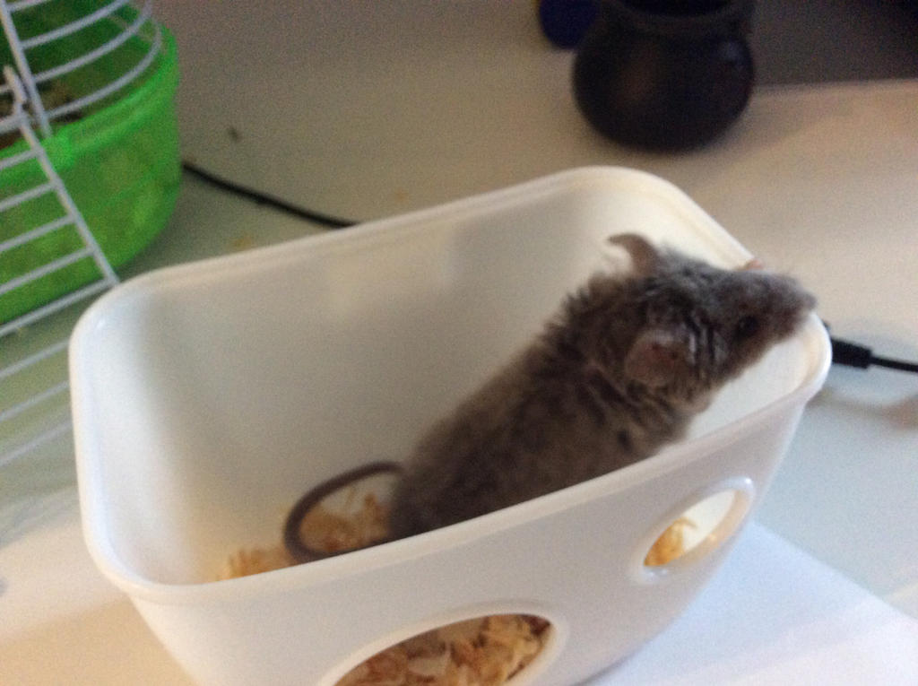 Another pic of splinter by Springbobspringpants on DeviantArt