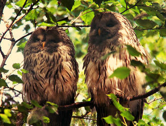 Owlies