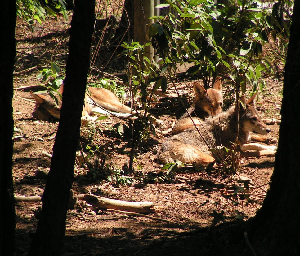 Red Wolf Pack by putt510 on DeviantArt
