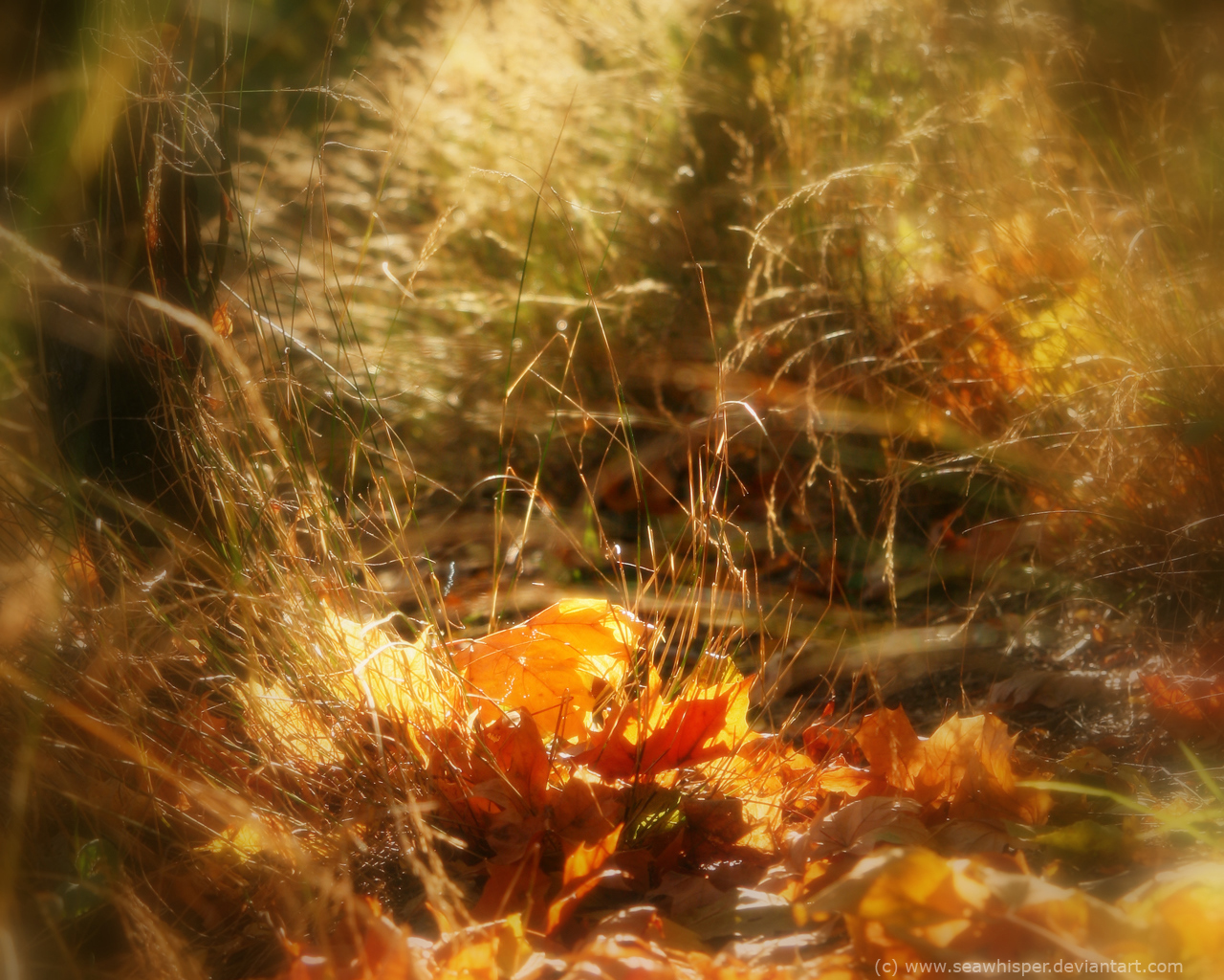 Autumn - wallpaper 2
