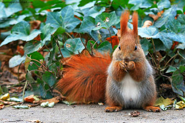 Squirrel On The Ivy