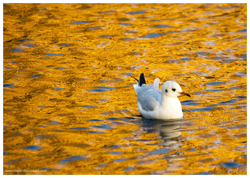 Golden Seagull