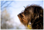 His Majesty, The Dog by SeaWhisper