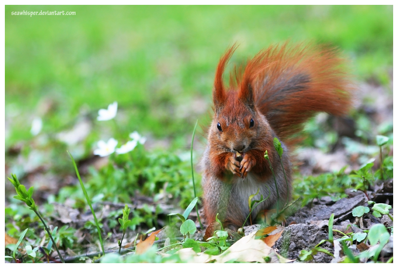 Spring Squirrel Photography