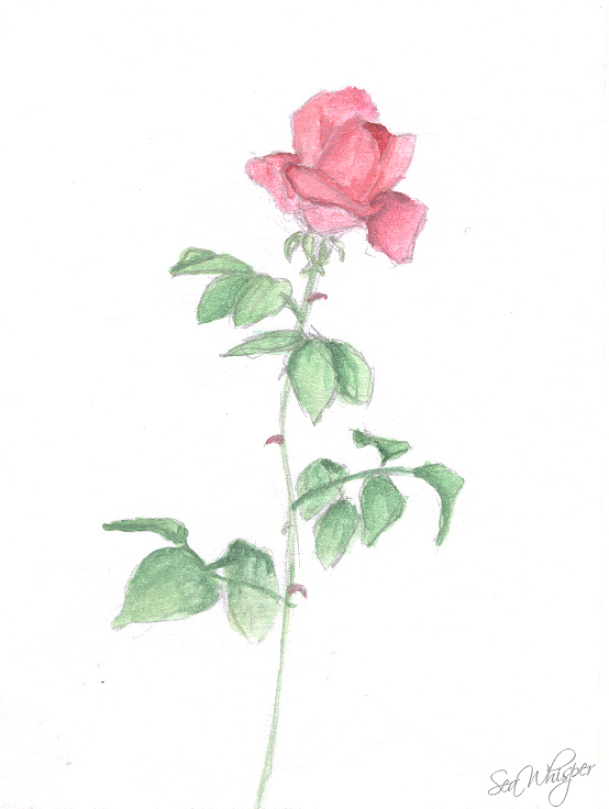 Pink Rose