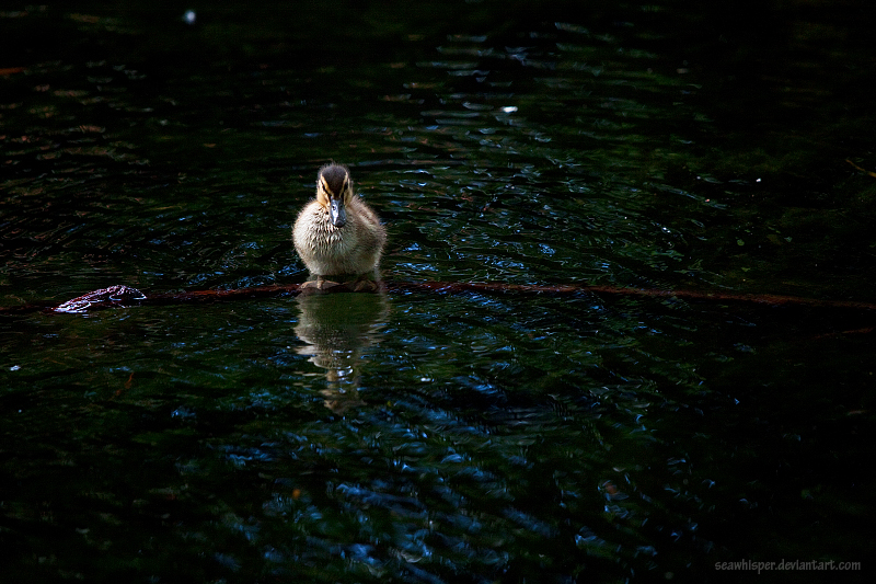 Lonely Duckling