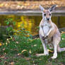 The Sad Kangaroo Look