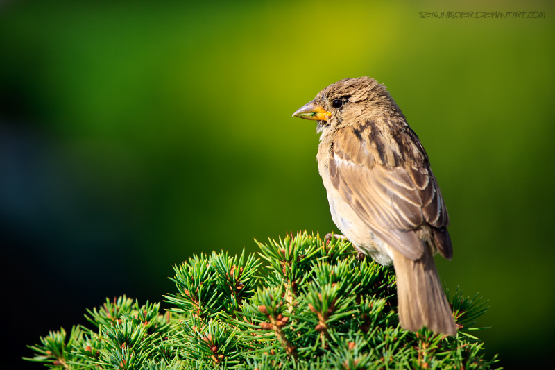 Sparrow On Green Background