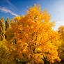 Golden Autumn Wallpaper