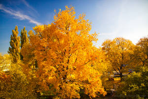 Golden Autumn Wallpaper
