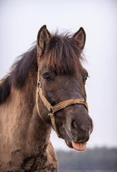 Now take a pic of my lovely tongue
