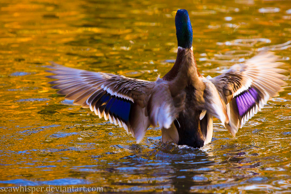 Stretch your wings