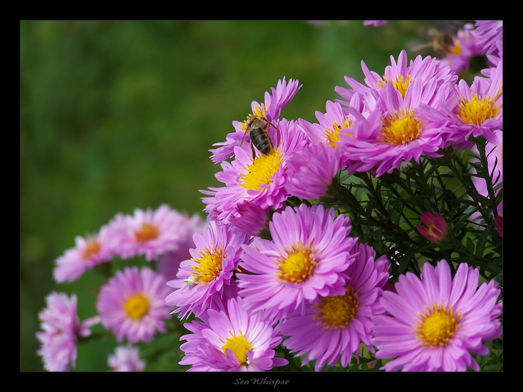 Autumn Flowers 1