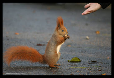 Behold... The Squirrel.