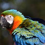 Harlequin macaw Eucy